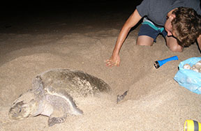 Turtle Conservation Caribbean Coast Costarica