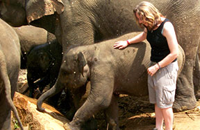 volunteers in Elephant Conservation Kegalle