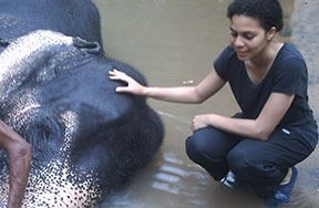 elephant orphanage Pinnawala