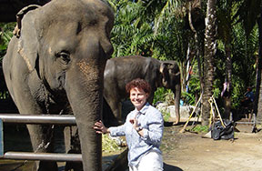 elephant volunteer thailand