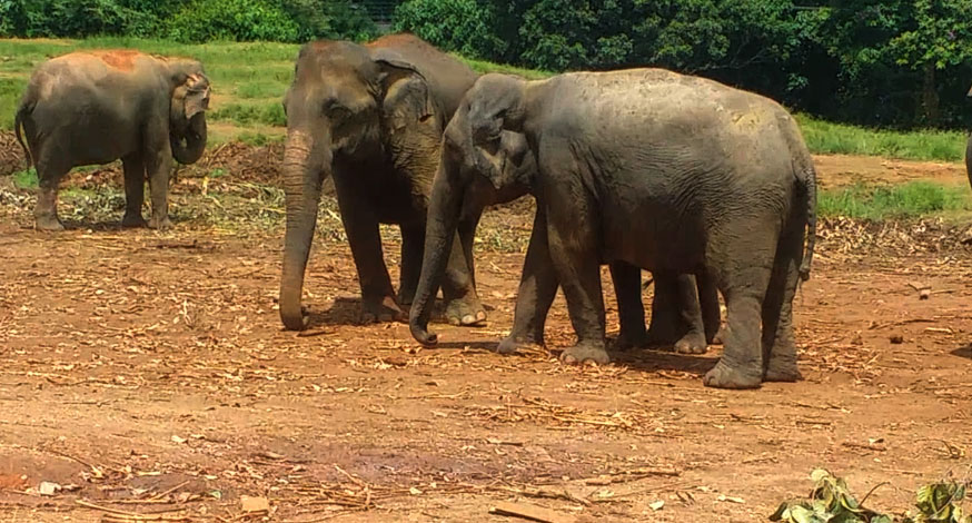 Pinnawala Elephant Conservation