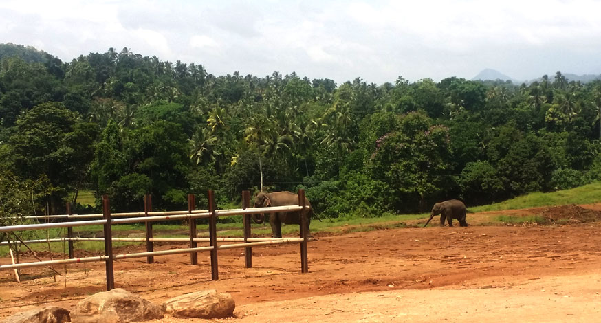 Sri Lanka Pinnawala Elephant Conservation