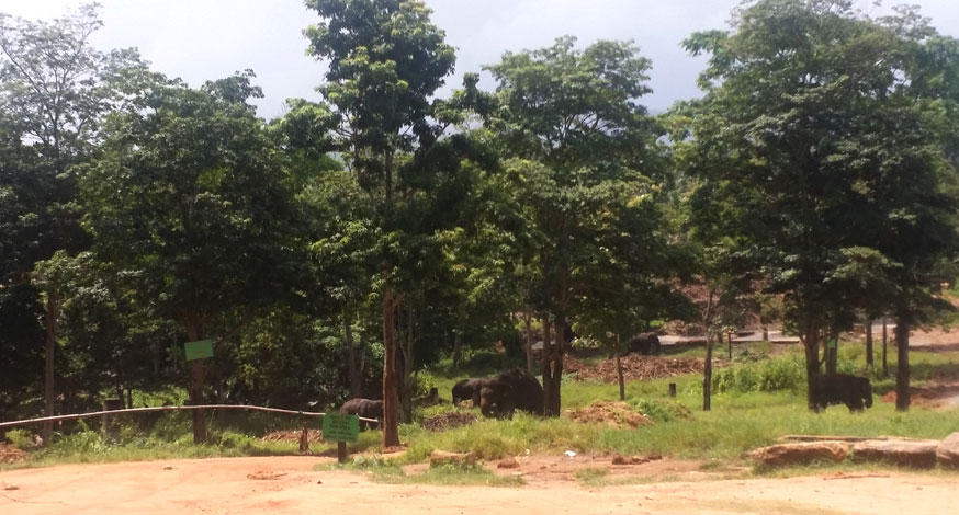 Sri Lanka Pinnawala Elephant Playing