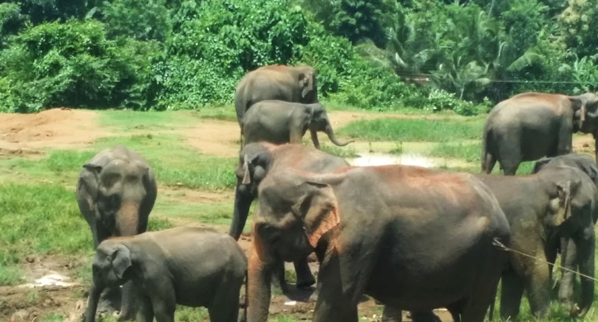 Sri Lanka Pinnawala Elephant Conservation Project