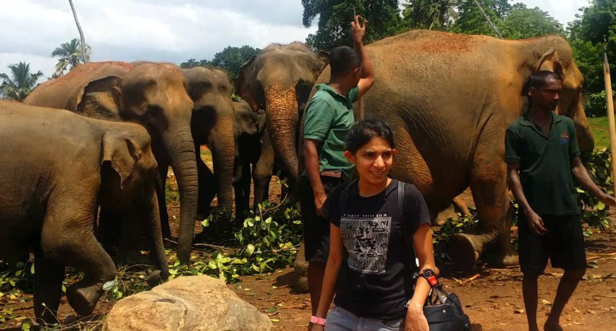 Pinnawala Elephant Project Sri lanka